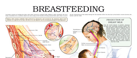 Breast feeding (II)