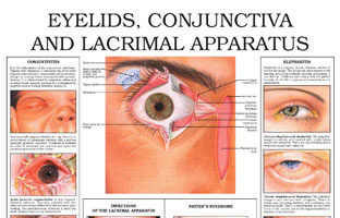 Eyelids, conjunctiva and lacrimal apparatus