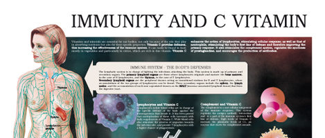 Immunity and C Vitamin