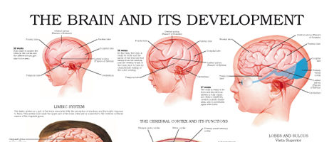 The brain and its development