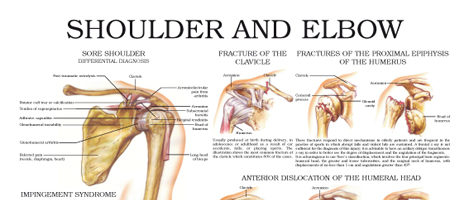 Shoulder and elbow
