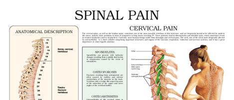 Spinal pain (II)