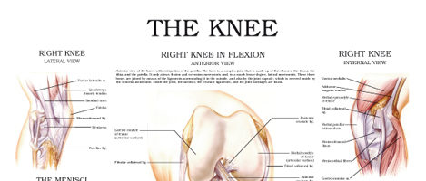 The knee