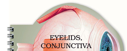 Eyelids, conjunctiva and lacrimal apparatus